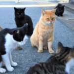 猫の集会