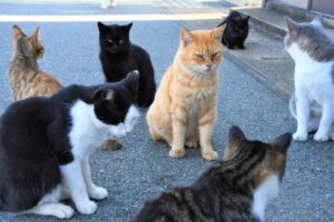 猫の集会